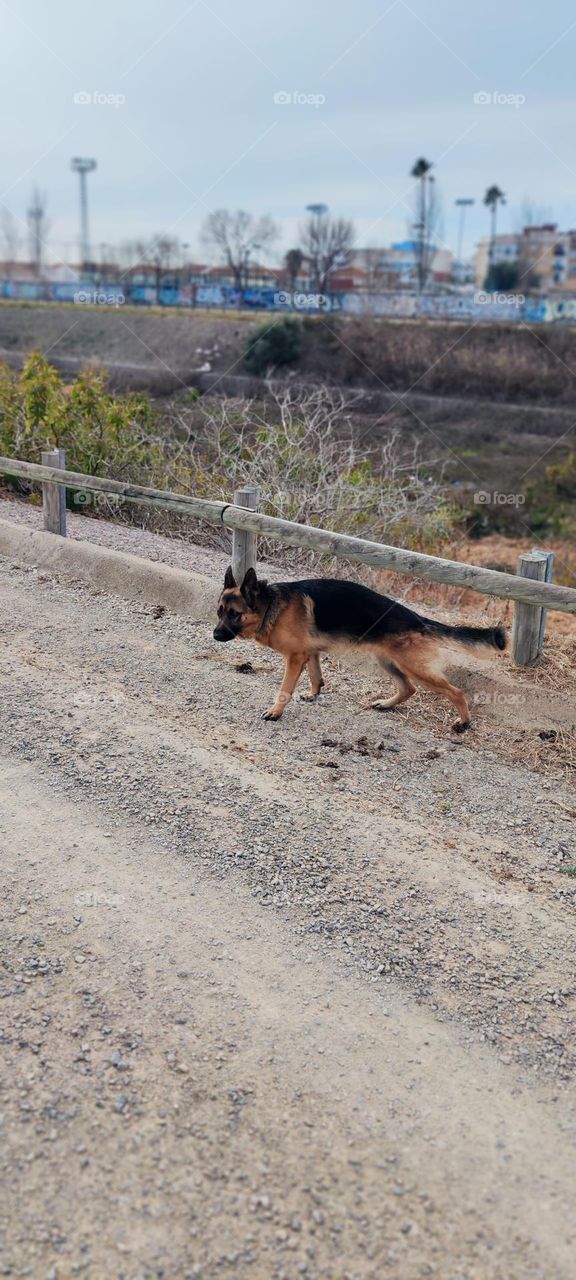congo en su paseo 🏃🐺🐺