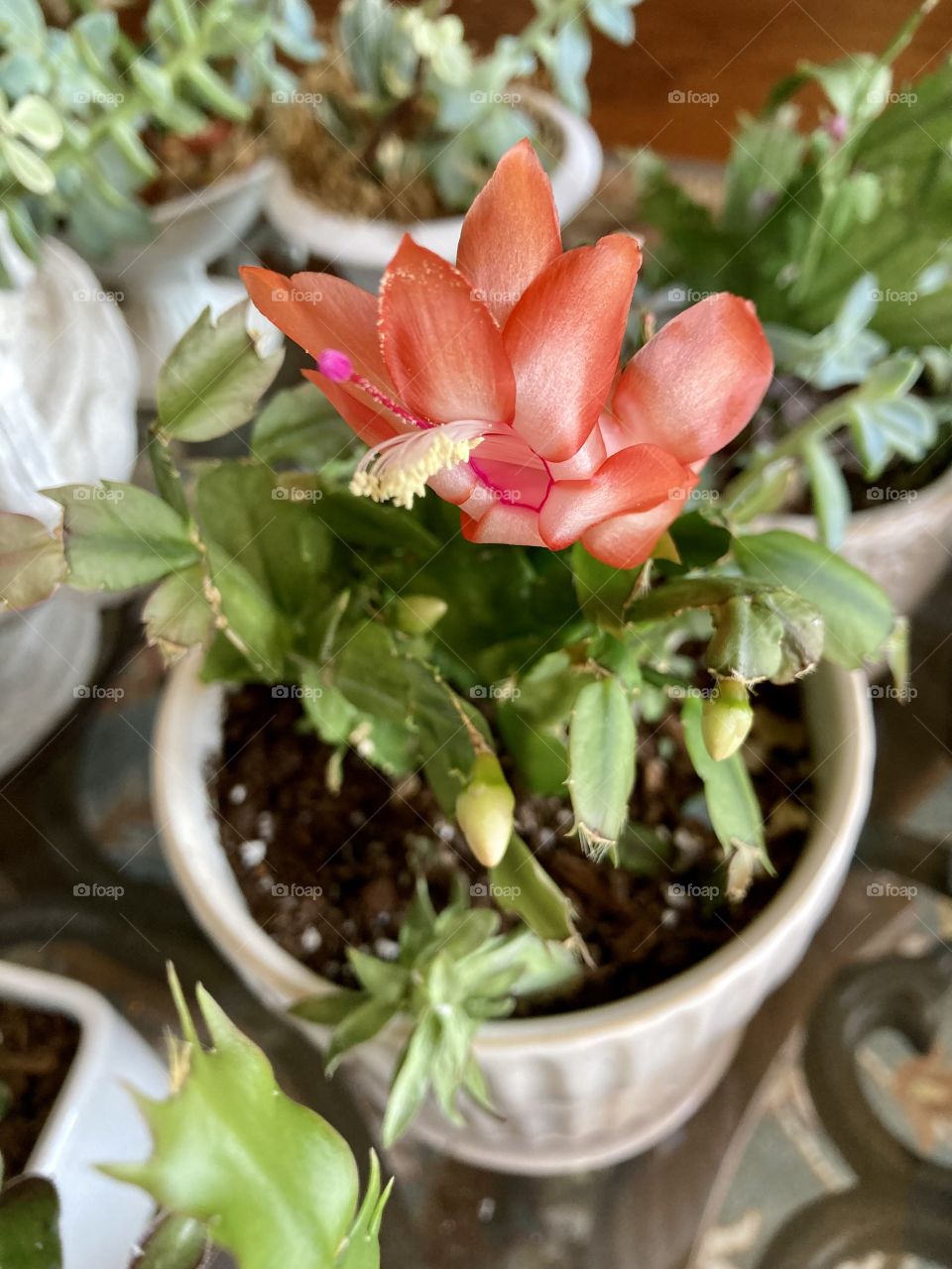 Thanksgiving cactus blooming on Thanksgiving!