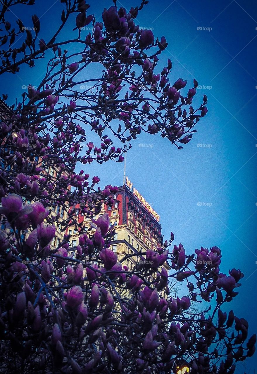 Union Square Bloom