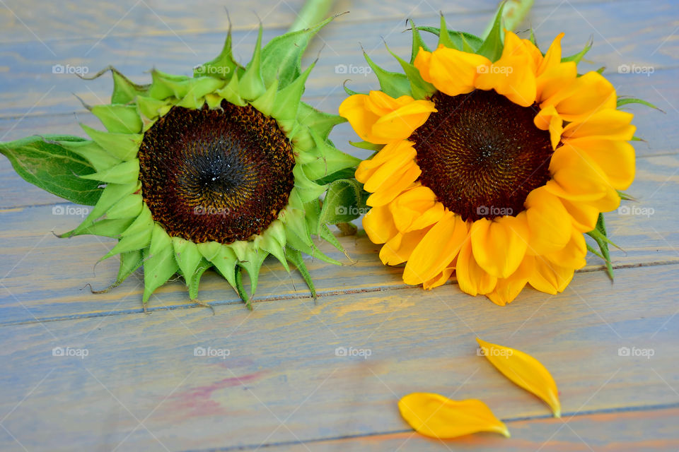 Sunflower 