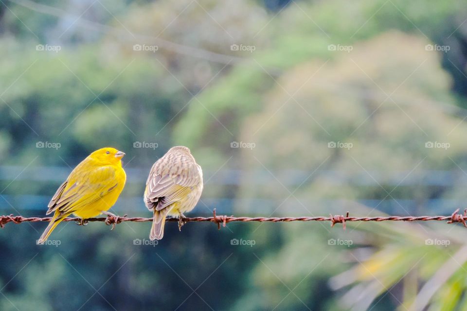 Casal de canários