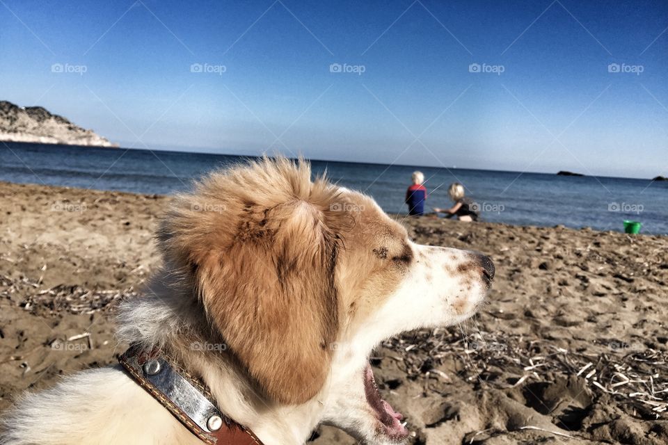 Dog and kids on a beach 