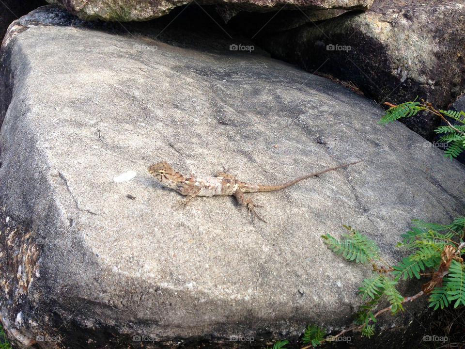 stone feet lizard rock by hkjohan