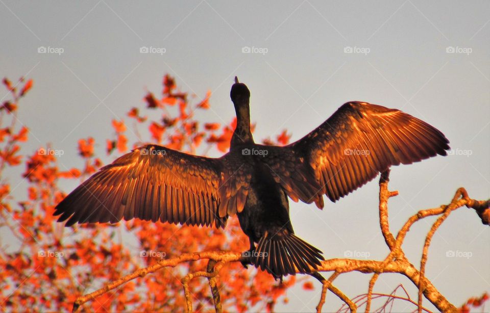 cormorant