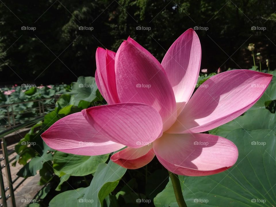 Lotus