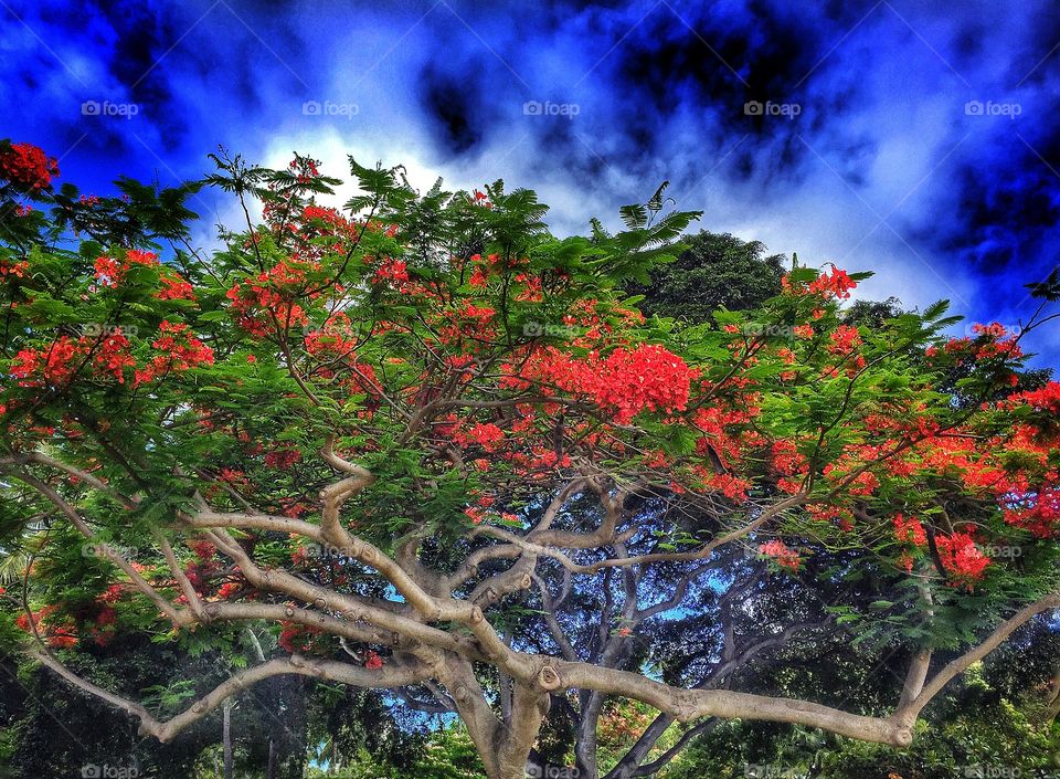 Royal Poinciana tree