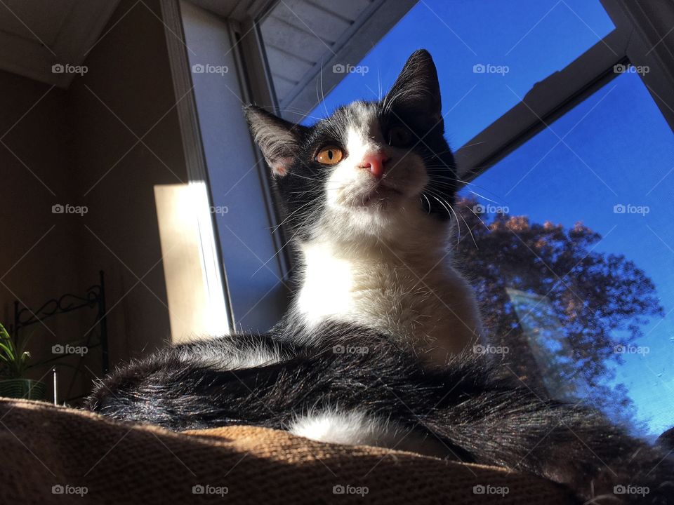 Black and White Shorthair Kitten Sitting in the Sunlight 