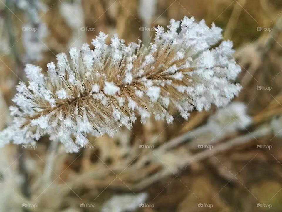 Frosty Marvels: Nature's Icy
Artistry