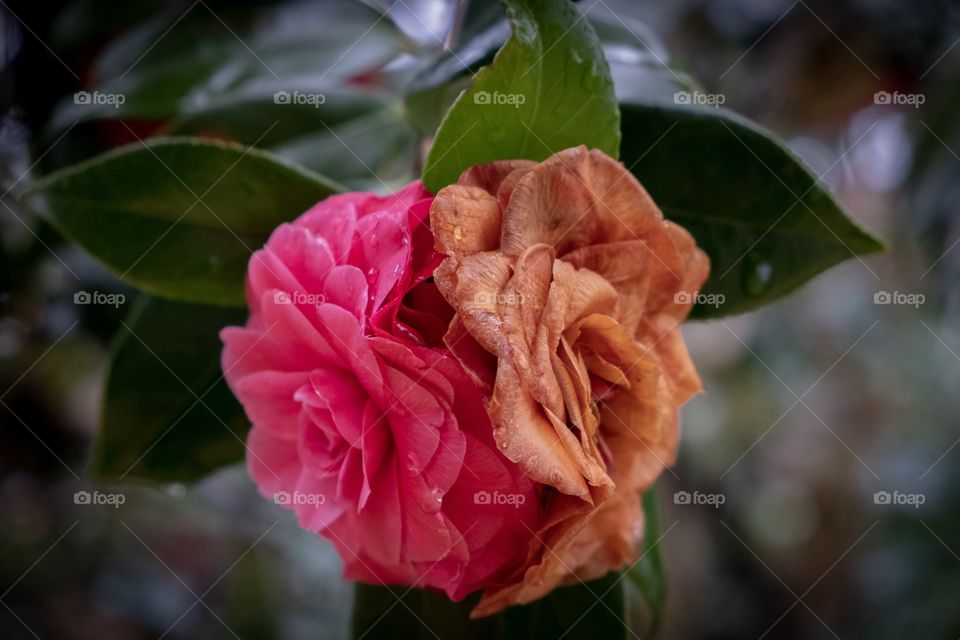 Foap, Art of Composition. A bright place pink camellia up against on older withered one. Young vs old, but both just as beautiful. 