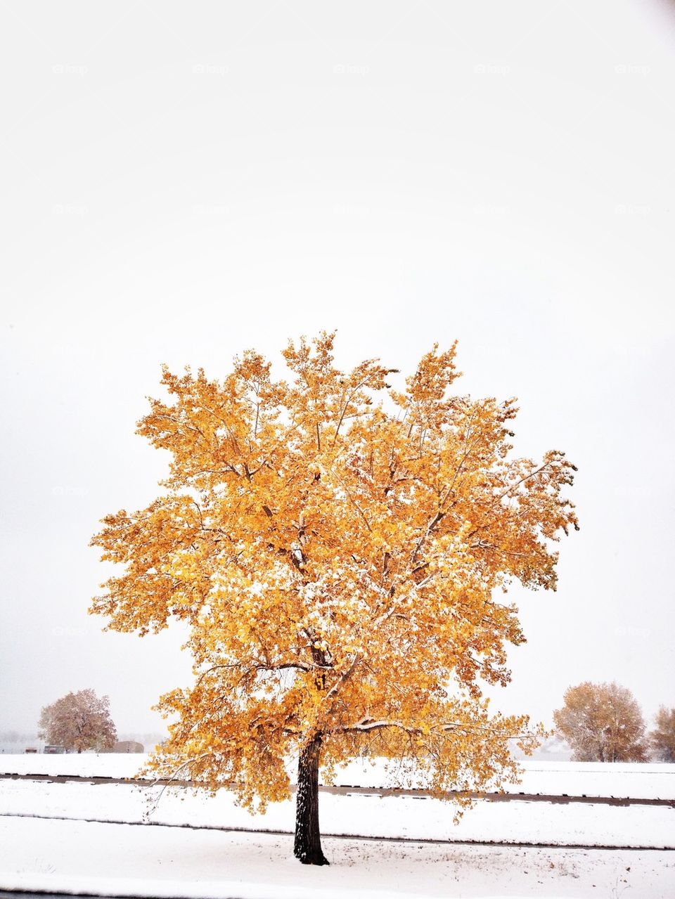Colorful autumn tree covered in snow