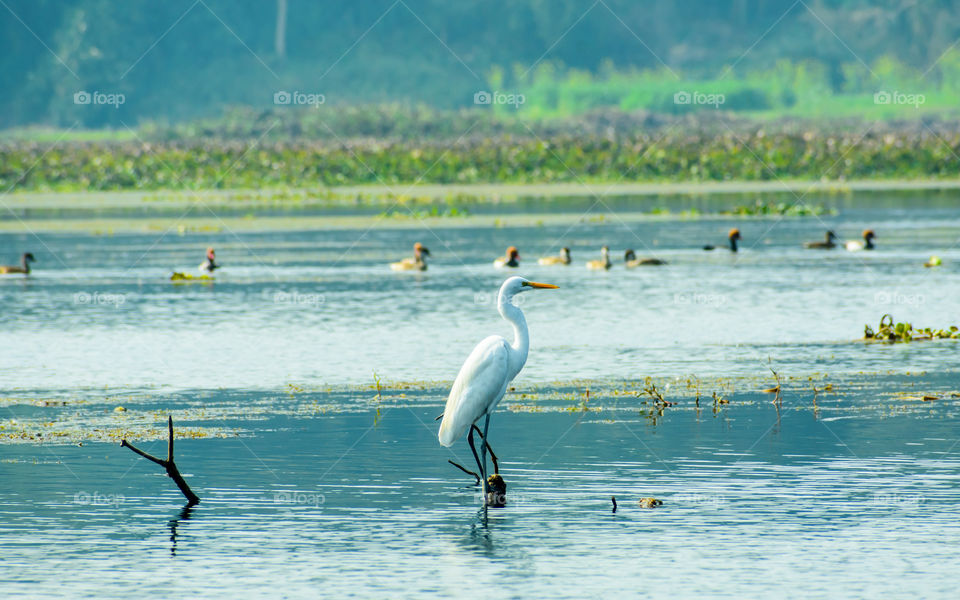 Closeup of a Egret heron (Ardea alba), a common species of milky white water bird adorned with buff plumes, spotted in a wetland environment in Lava and Neora Valley National Park, West Bengal India