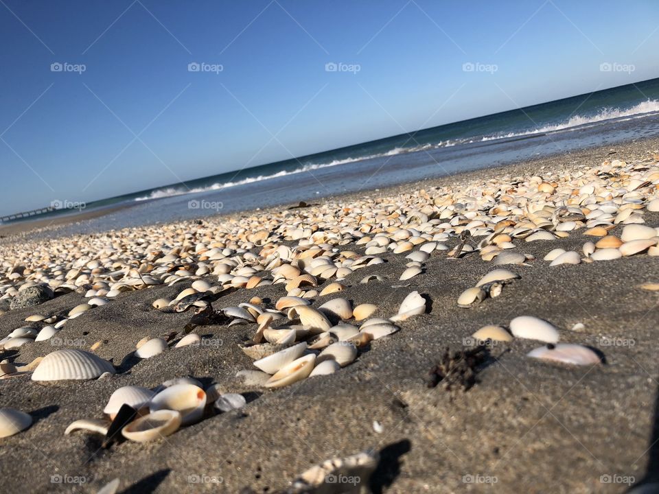 Shells Sand Beach 