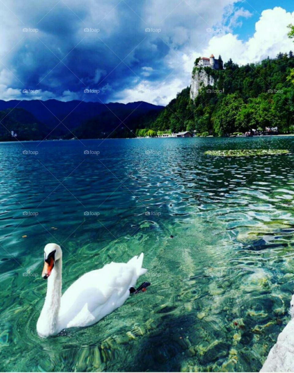 Water, Lake, Nature, Swan, Summer