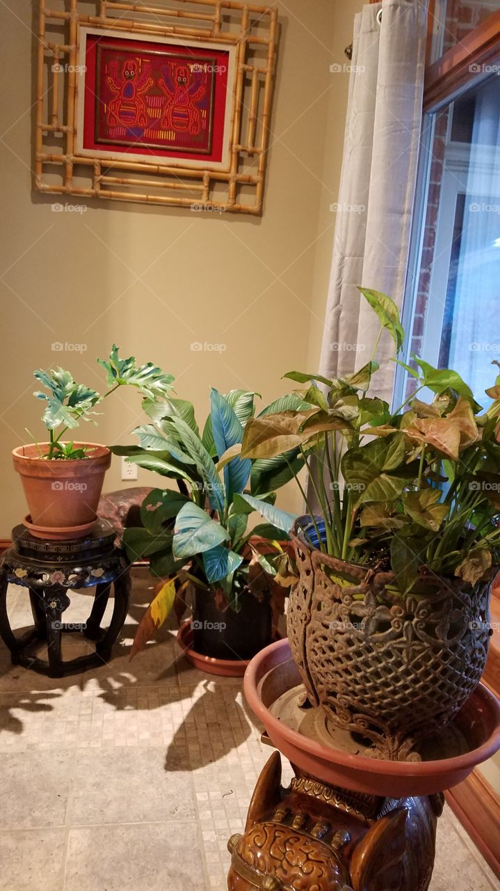 plants in living room.