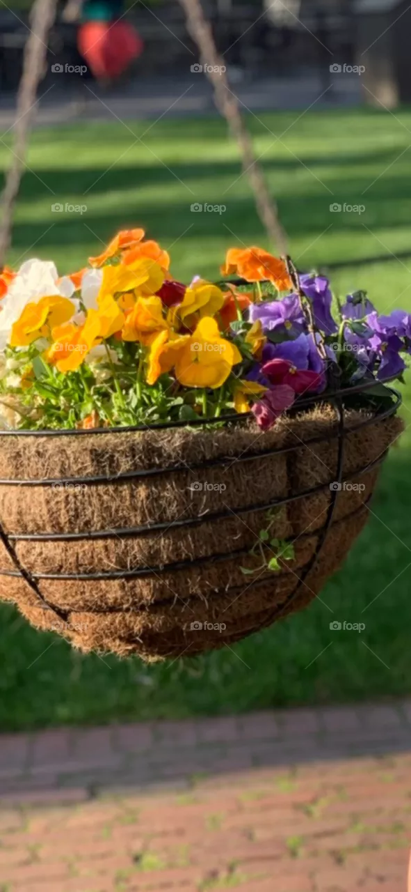 Flowers magic 