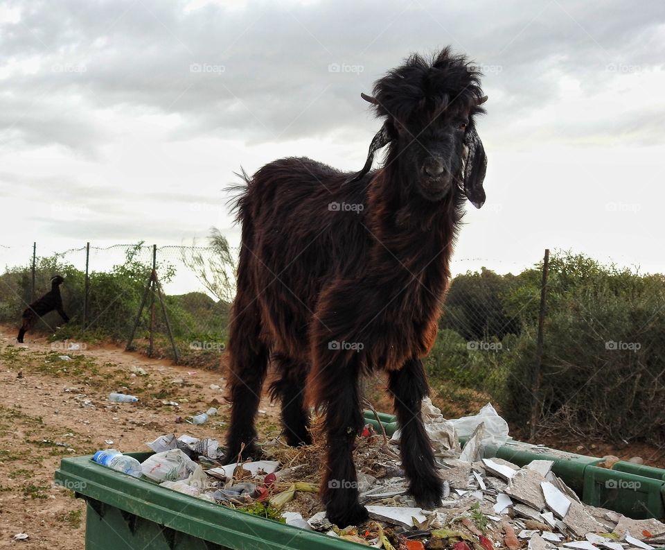 Goat on top of trash bin