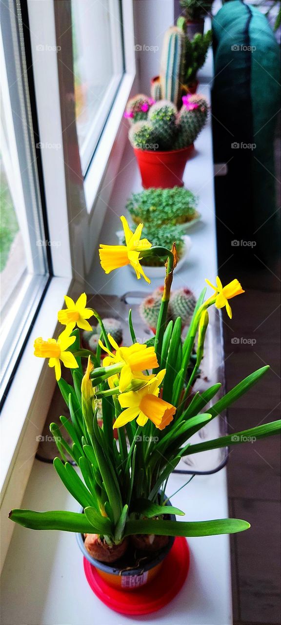 Spring flowers on the windowsill