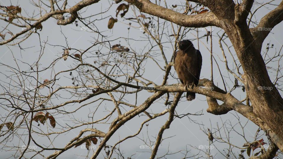 Vulture bird on dried branches