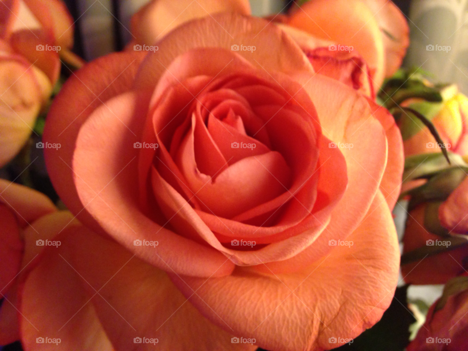 flower rose petals foliage by bobmca1