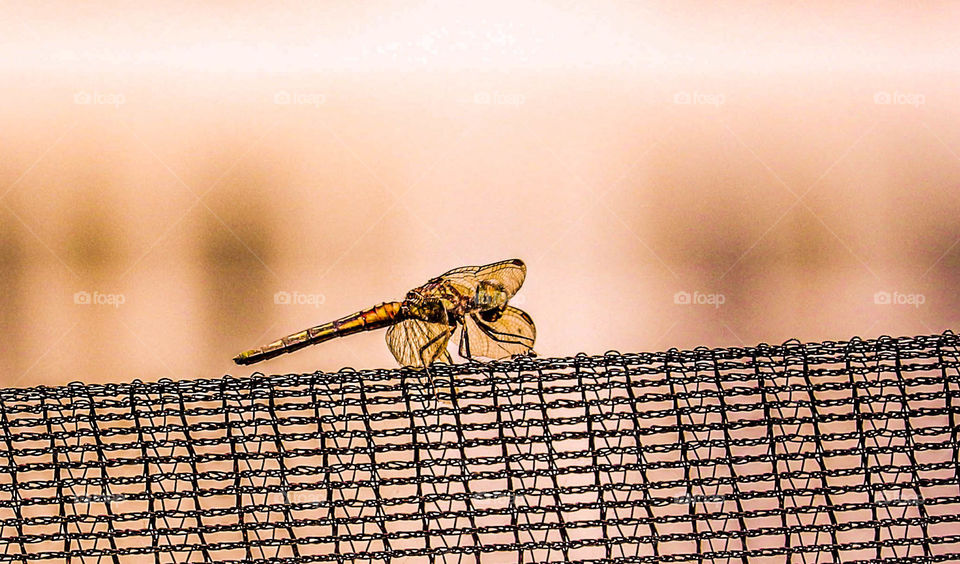 dragonfly on a net
