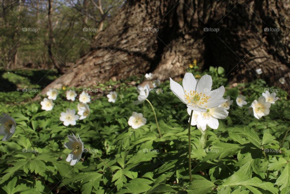 Spring anemone blossom by the tree