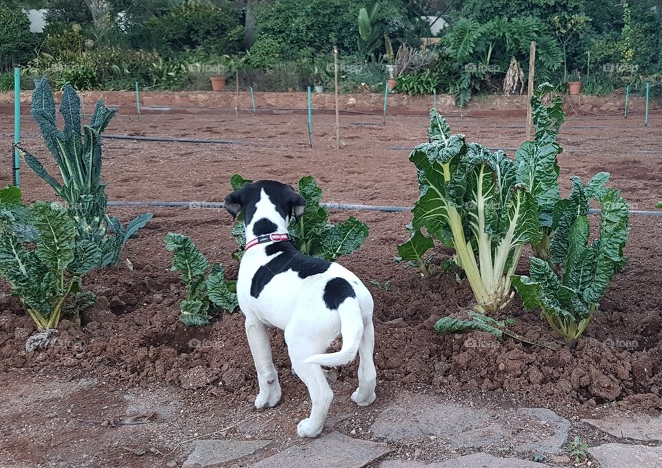Cute fox terrier puppy on farm field sniffing at spinach leaves