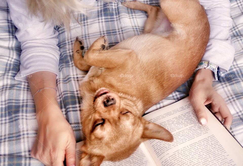 Chihuahua dog lay down on the book and interferes with reading