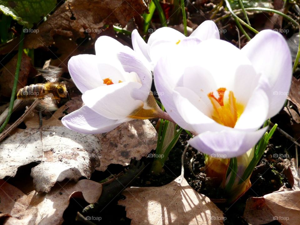 bee flying towards crocus flowers