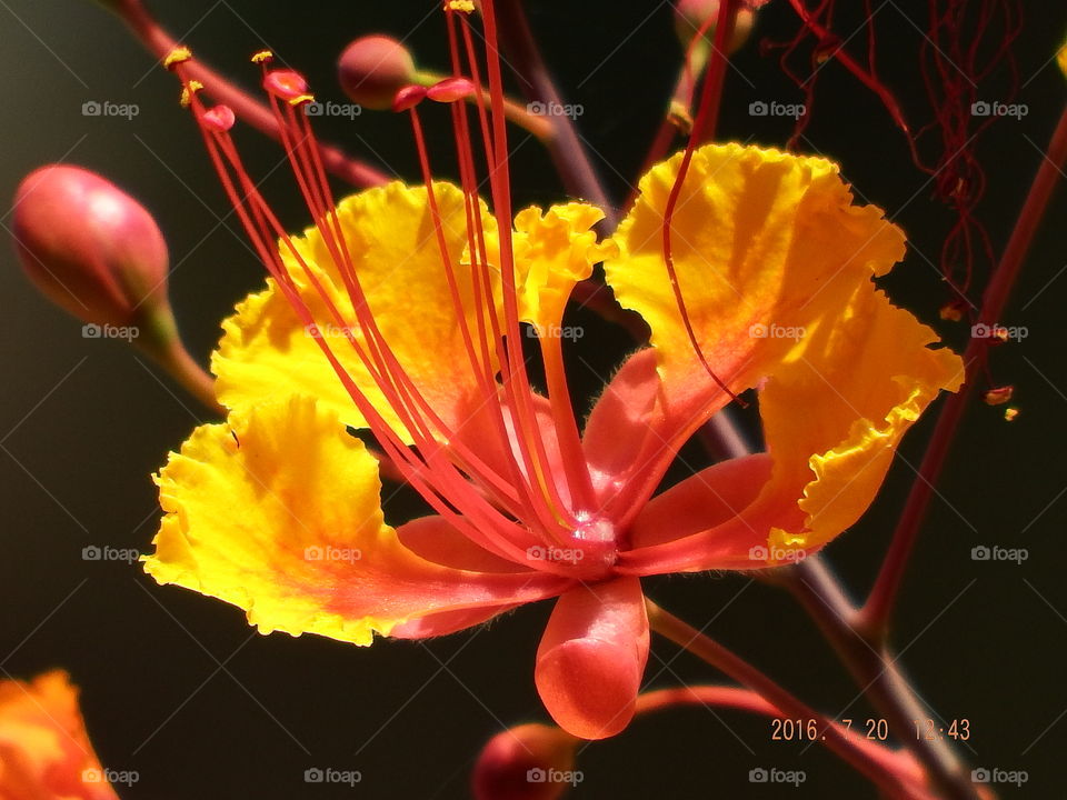 Red and yellow flowers against dark background.