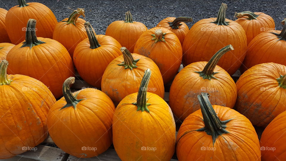 Pumpkins in the Fall