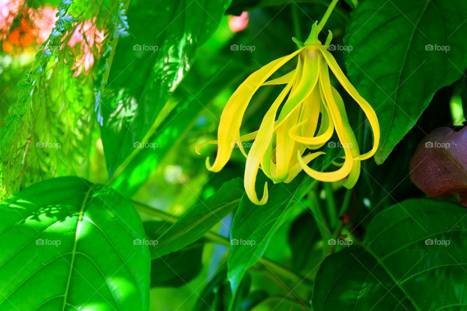 Perfume Tree (Ylang-Ylang Flower)