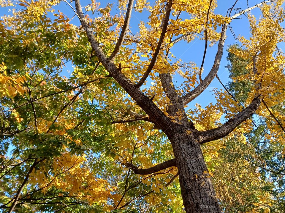 Beautiful colorful autumn