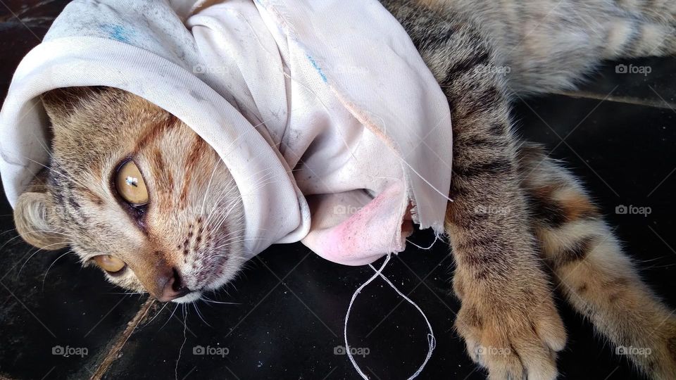 A cute kitten with a cloth on its head makes it adorable