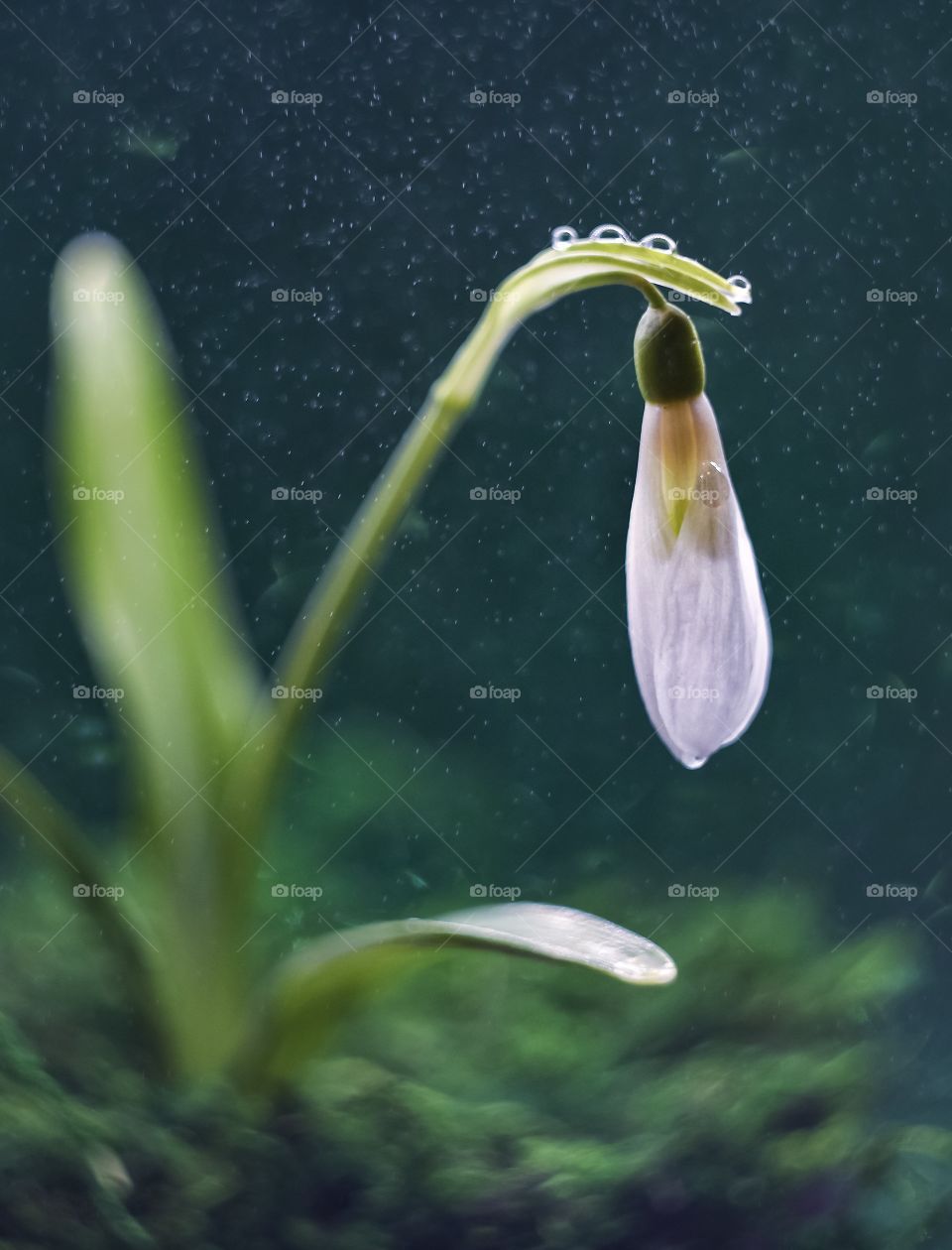 Snowdrop on green background in the rain 