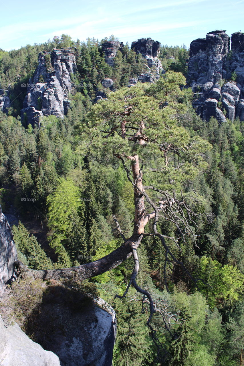 Baum am Felsen 