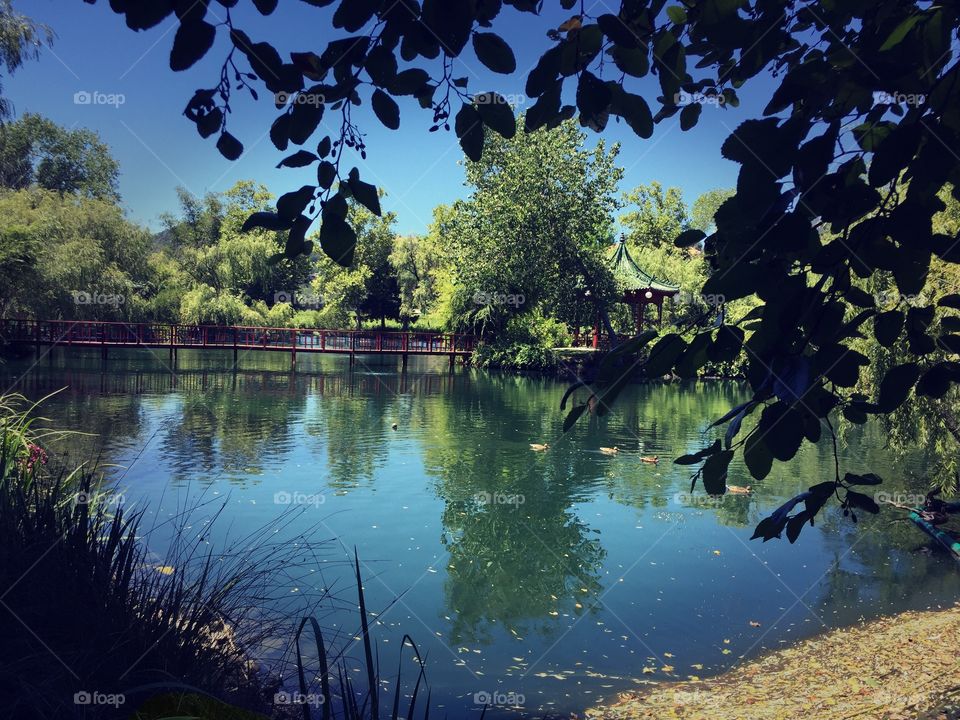 The Pond at Chateau Montelena Winery