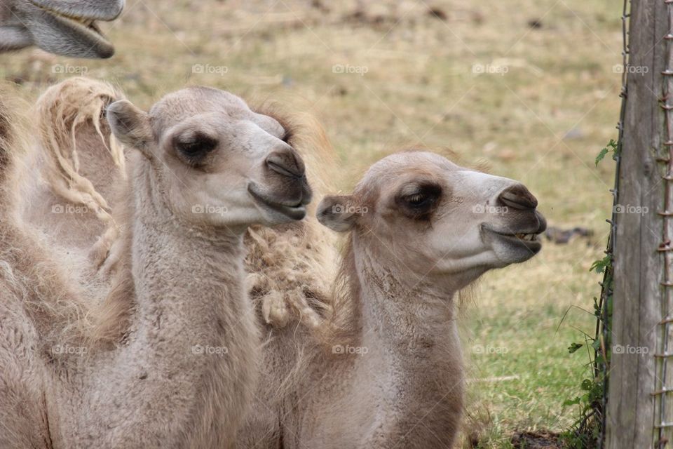 Camel friends 