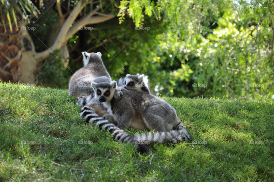 Valencia biopark lemurs 