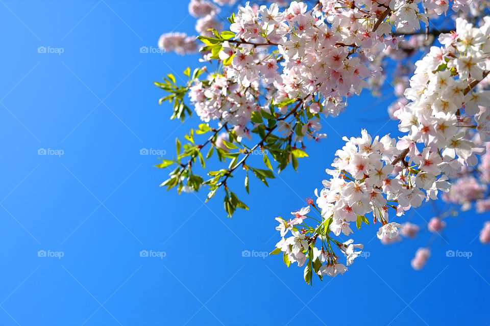 Cherry Blossom in the springtime