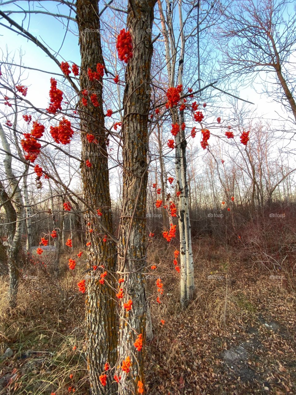 Tree berries 