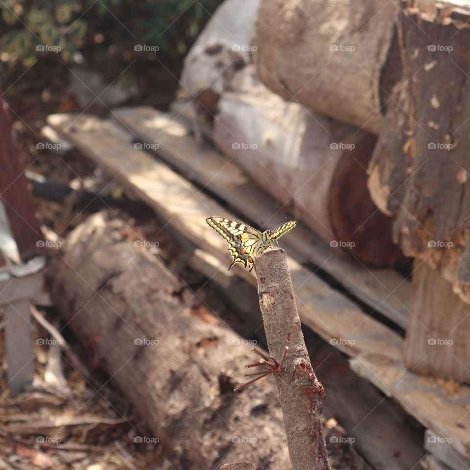 Black and yellow butterfly on a tree