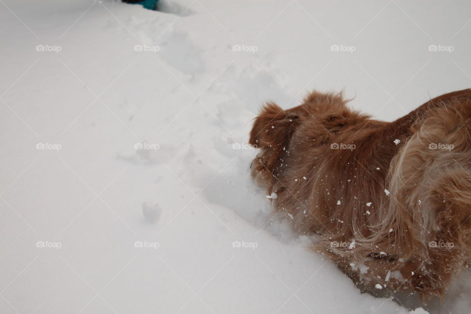 Dog barrels through freshly fallen snow