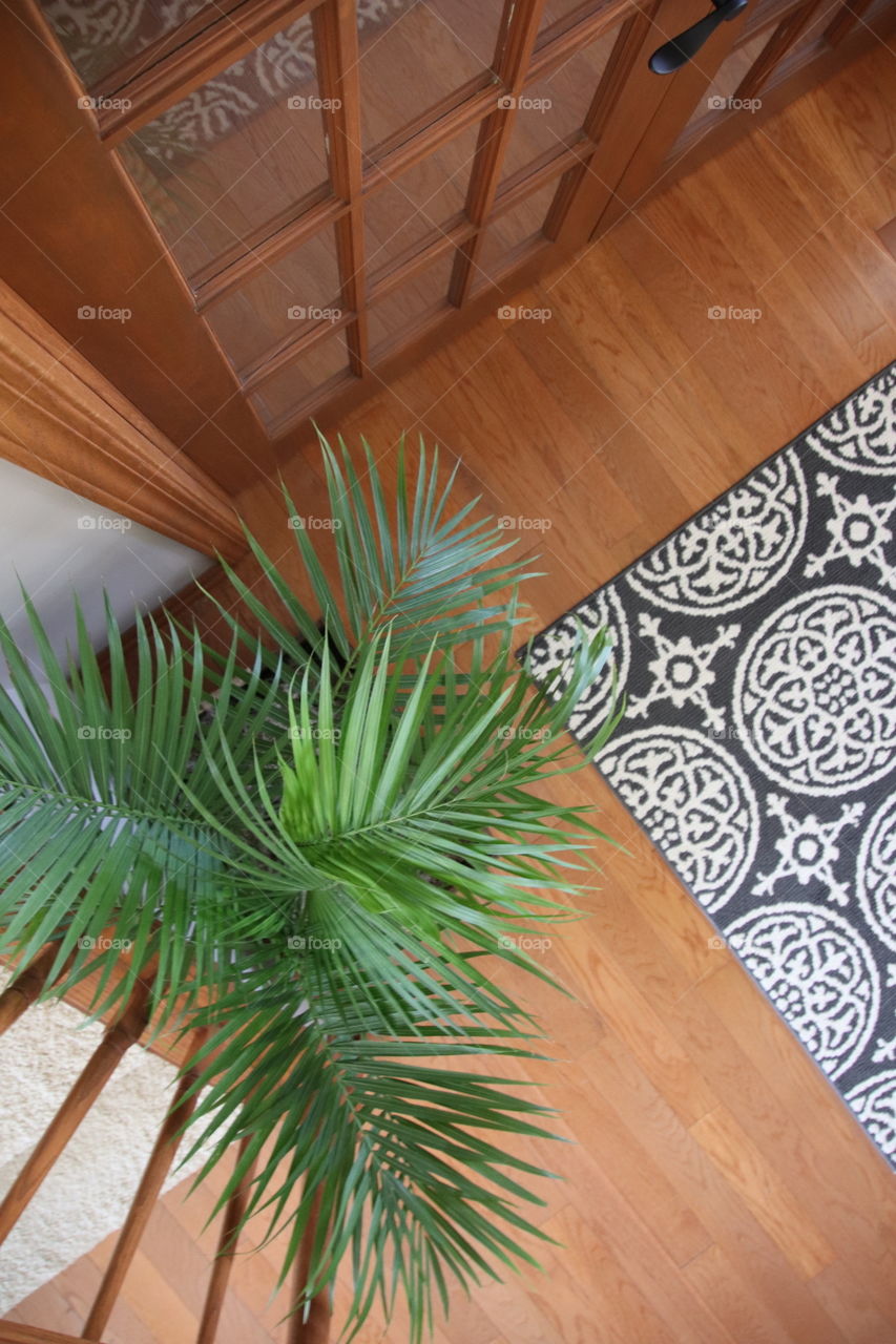 Palm plant in foyer with hardwood floors and rug