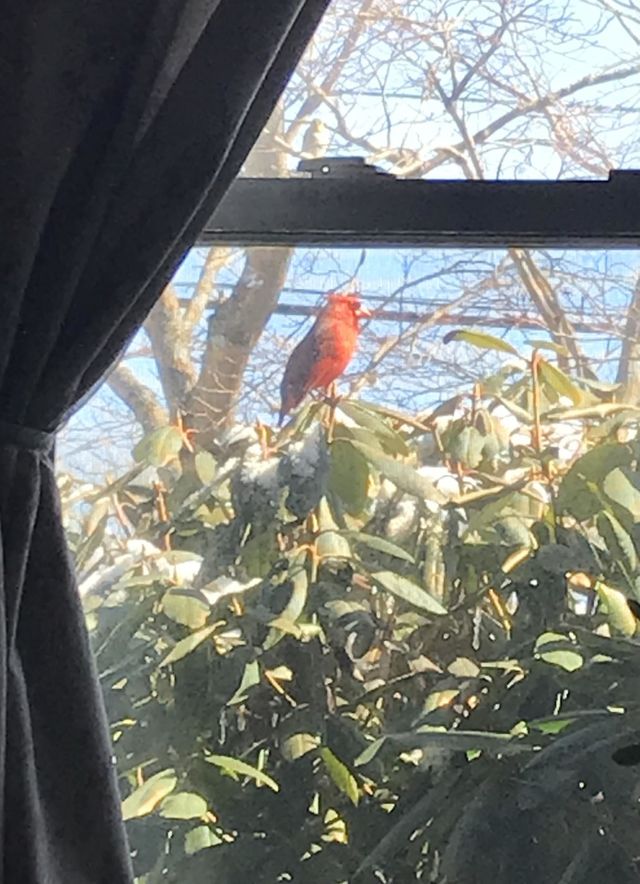 Cardinal
