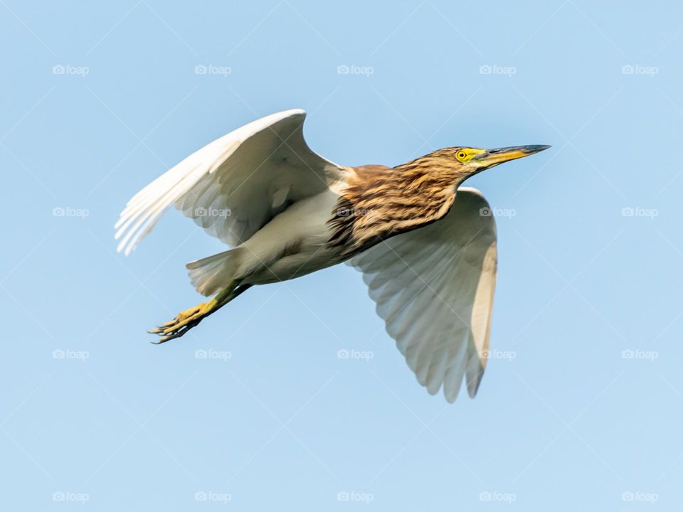 Indian Pond Heron