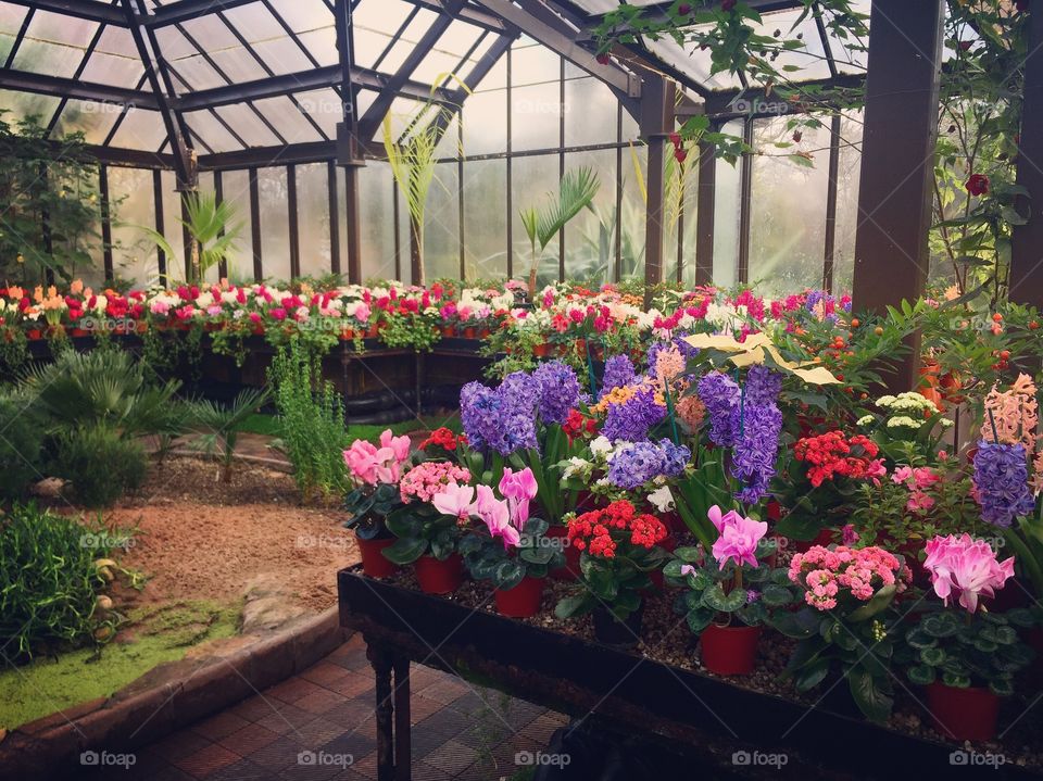 Flower, Garden, No Person, Greenhouse, Bench