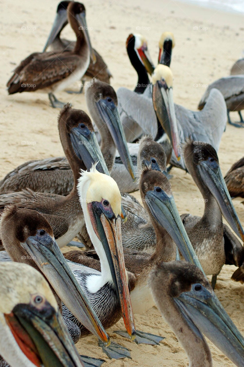 beach ocean birds sand by mmcook
