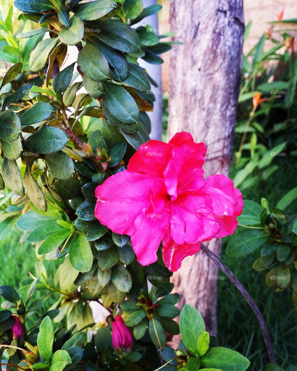 Pink Flower ❤