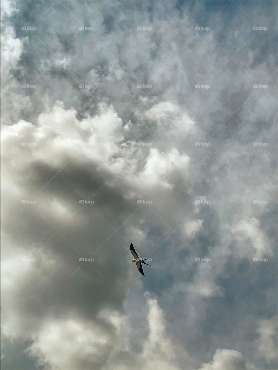 Swallow-tailed Kite