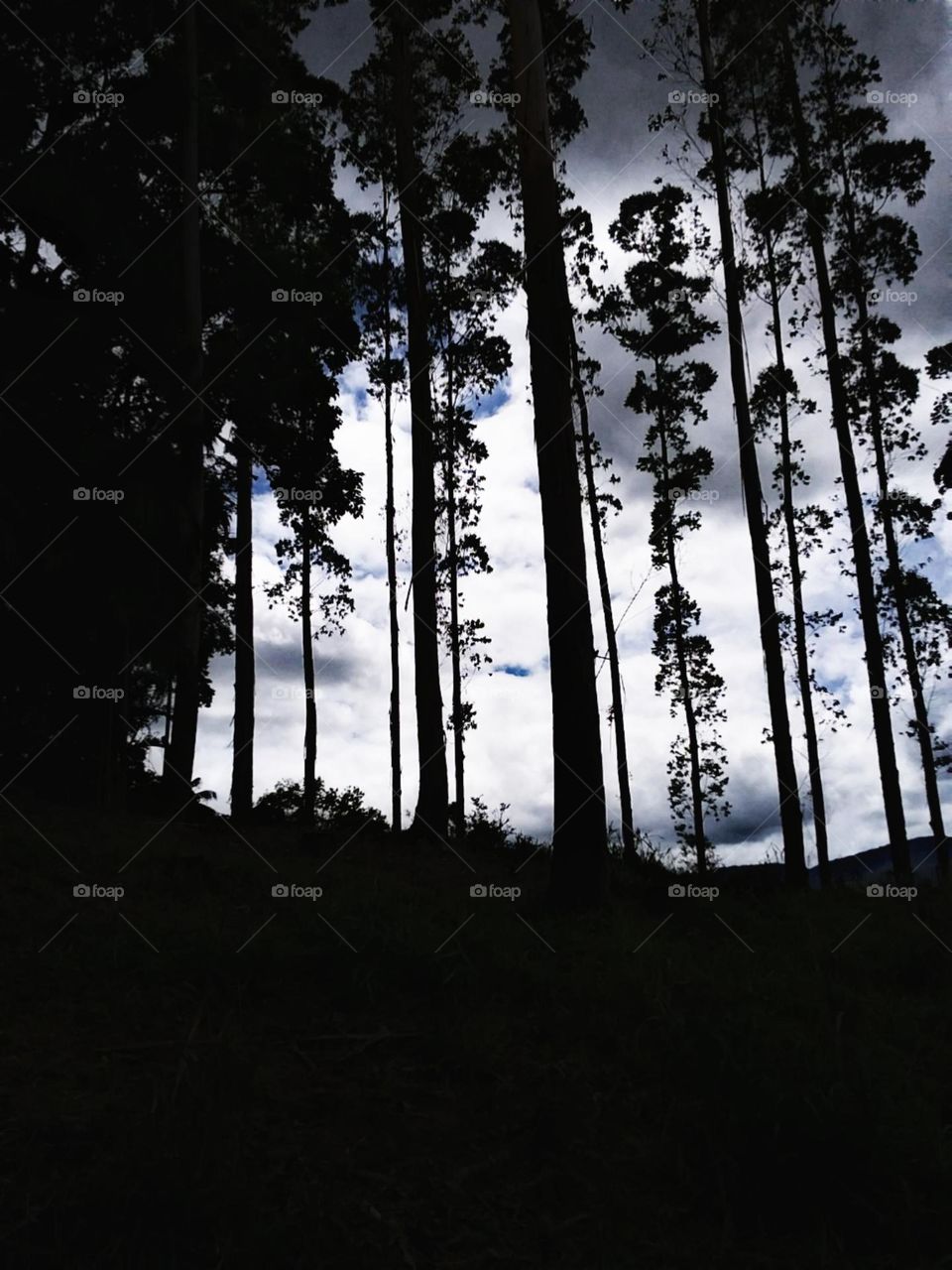 Eucaliptos. Longos e esbeltos, se curvam respeitosos para o vento que virá.